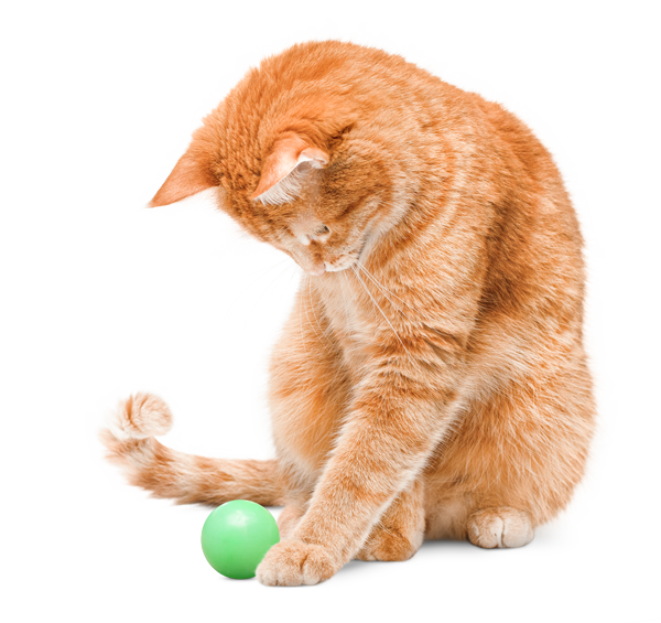 Orange cat playing with a toy