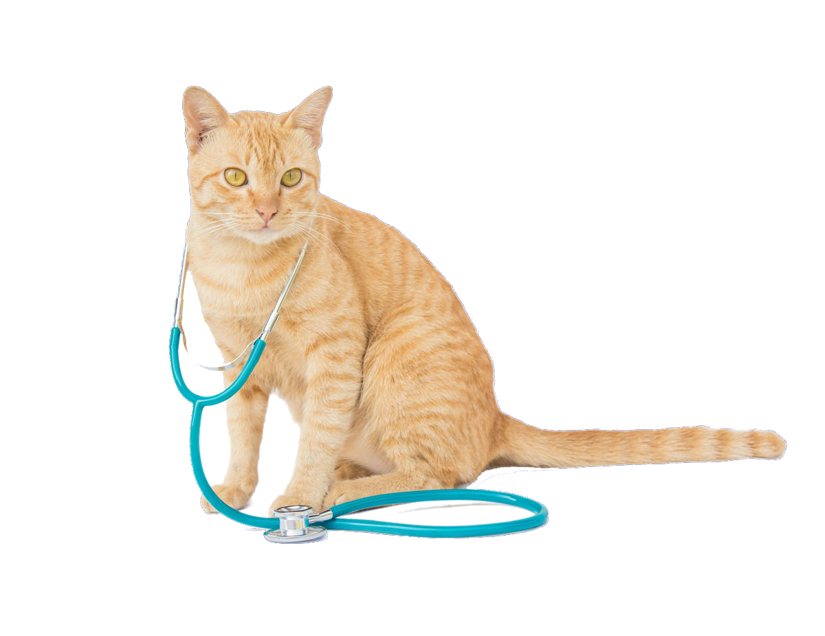 Cat with a stethoscope 