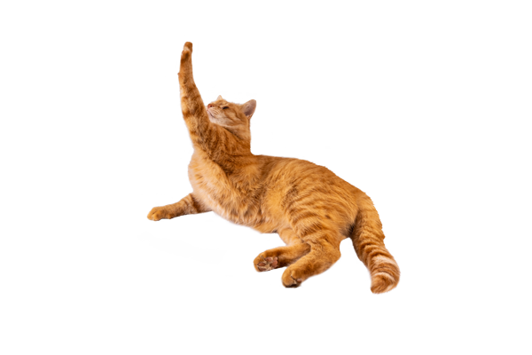 Orange cat reaching its paw in the air